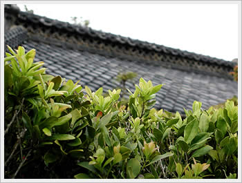 Bushes with old home in background, Hitachi, Japan: click for larger image