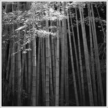 Bambook, Engaku Temple, Kamakura, June 21, 2003: click for larger image (76K)