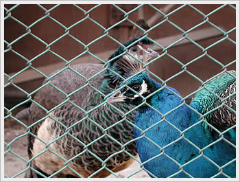 Souganji Temple grounds, Kazo (Saitama): click for larger image (79K)