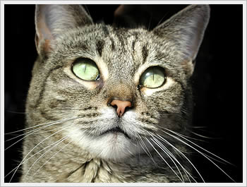 Our cat Puffy, March 8, 2003: click for more images