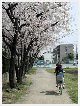 Cherry blossoms in Toda, Saitama: click for larger image (85K)