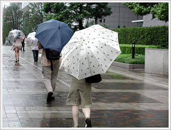 Umbrellas in Shinjuku, August 9, 2003: click for larger image