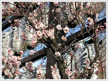 Plum blossoms, Sugamo: click for larger image (96K)