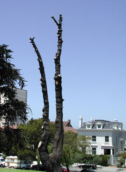 emasculatedtree.jpg
